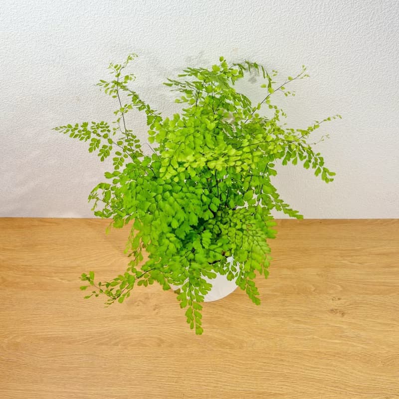 鐵線蕨 流線白陶盆栽 開幕盆栽推薦 桌上盆栽 送禮