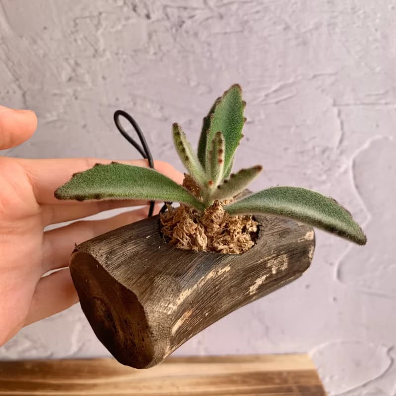 手工木作設計 盆栽擺飾 多肉植物 月兔耳