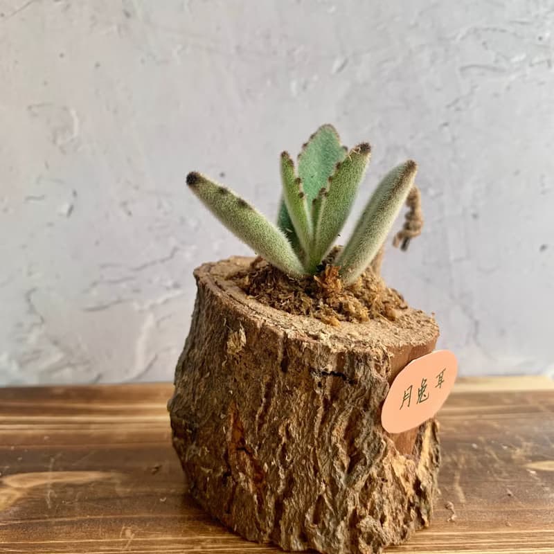 手工木作設計 盆栽擺飾 多肉植物 月兔耳
