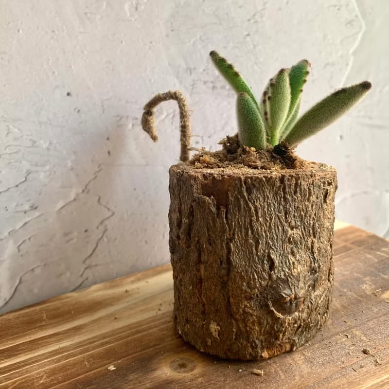 手工木作設計 盆栽擺飾 多肉植物 月兔耳