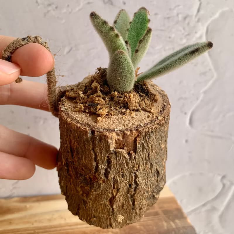 手工木作設計 盆栽擺飾 多肉植物 月兔耳