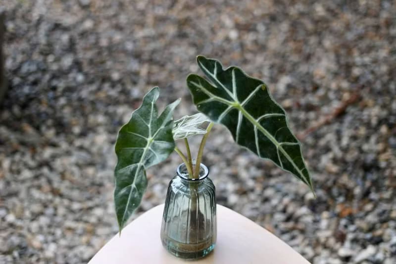 水培植栽│黑葉觀音蓮_室內植物 辦公室盆栽 店內擺設