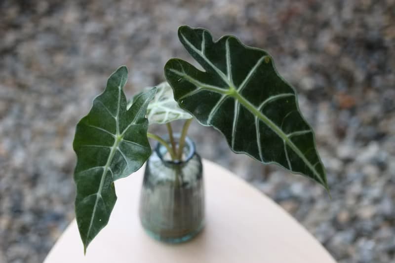 水培植栽│黑葉觀音蓮_室內植物 辦公室盆栽 店內擺設