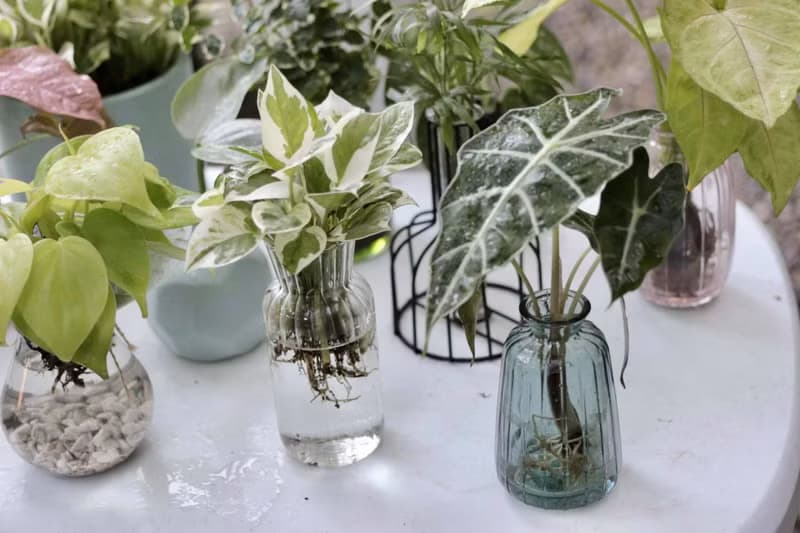 水培植栽│黑葉觀音蓮_室內植物 辦公室盆栽 店內擺設