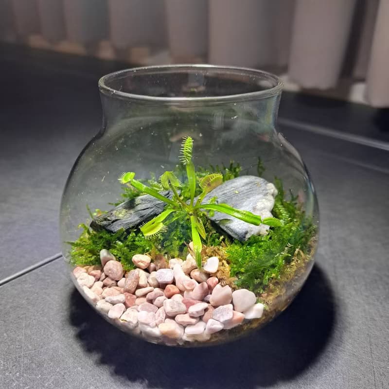 【苔療癒】食蟲植物**捕蠅草**生態瓶DIY材料包/情人節禮物