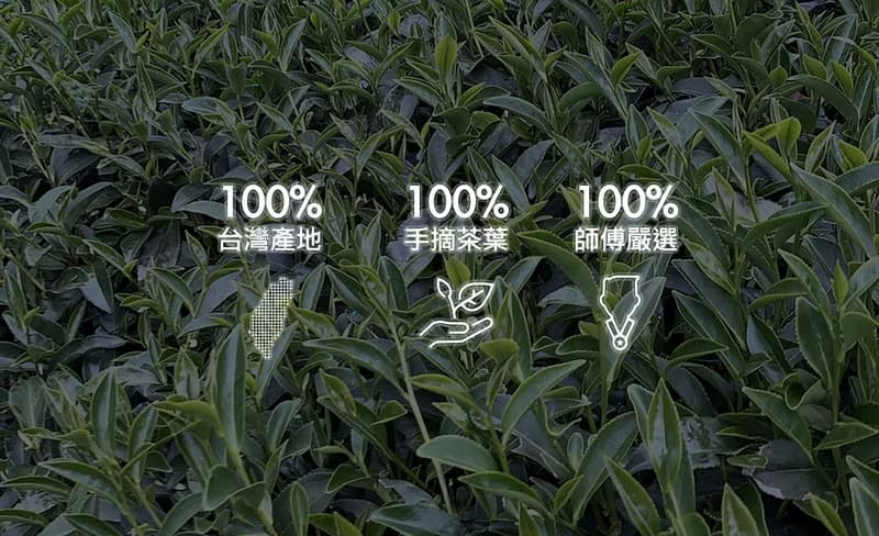 福壽山 青心烏龍 老茶