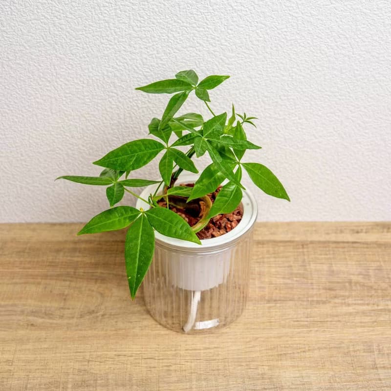 曲線馬拉巴栗 免澆水盆栽 室內植物 觀葉植物 禮物 盆栽 辦公室