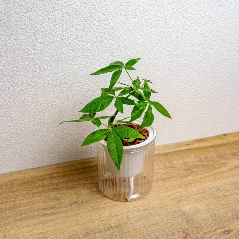 曲線馬拉巴栗 免澆水盆栽 室內植物 觀葉植物 禮物 盆栽 辦公室