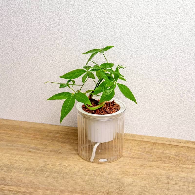 曲線馬拉巴栗 免澆水盆栽 室內植物 觀葉植物 禮物 盆栽 辦公室