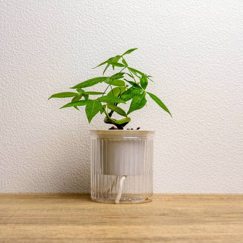 曲線馬拉巴栗 免澆水盆栽 室內植物 觀葉植物 禮物 盆栽 辦公室