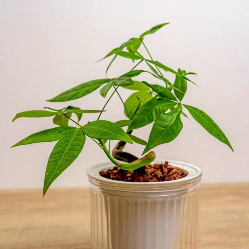 曲線馬拉巴栗 免澆水盆栽 室內植物 觀葉植物 禮物 盆栽 辦公室