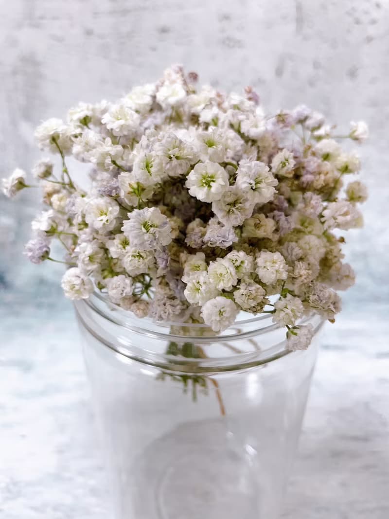 乾燥 迷你滿天星花束