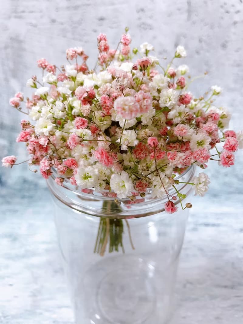 乾燥 迷你滿天星花束