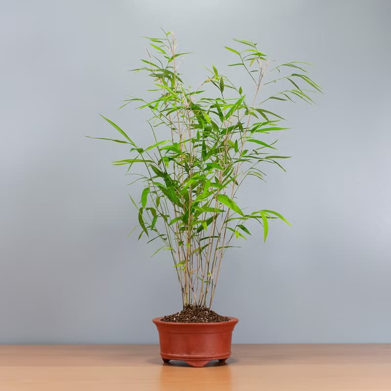 【風水植物】小品盆景 盆栽推薦 送禮推薦