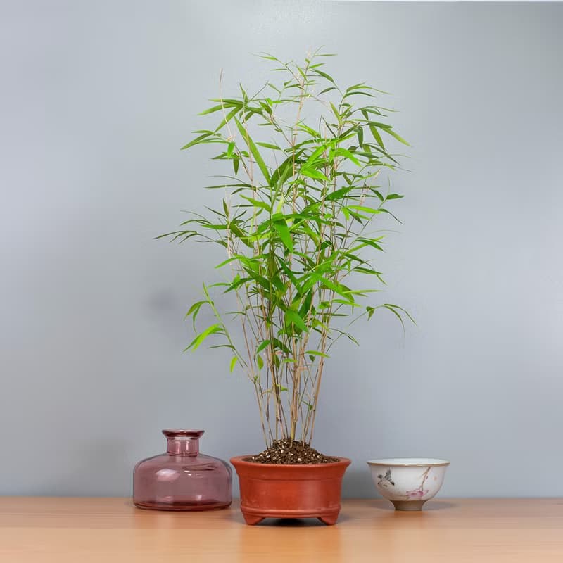 【風水植物】小品盆景 盆栽推薦 送禮推薦