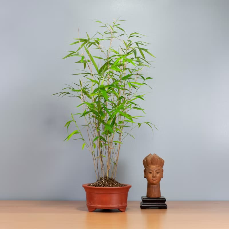 【風水植物】小品盆景 盆栽推薦 送禮推薦