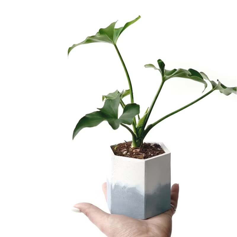 (預購) 莫蘭迪藍系列 | 小天使蔓綠絨 六邊形雙色水泥盆室內植栽