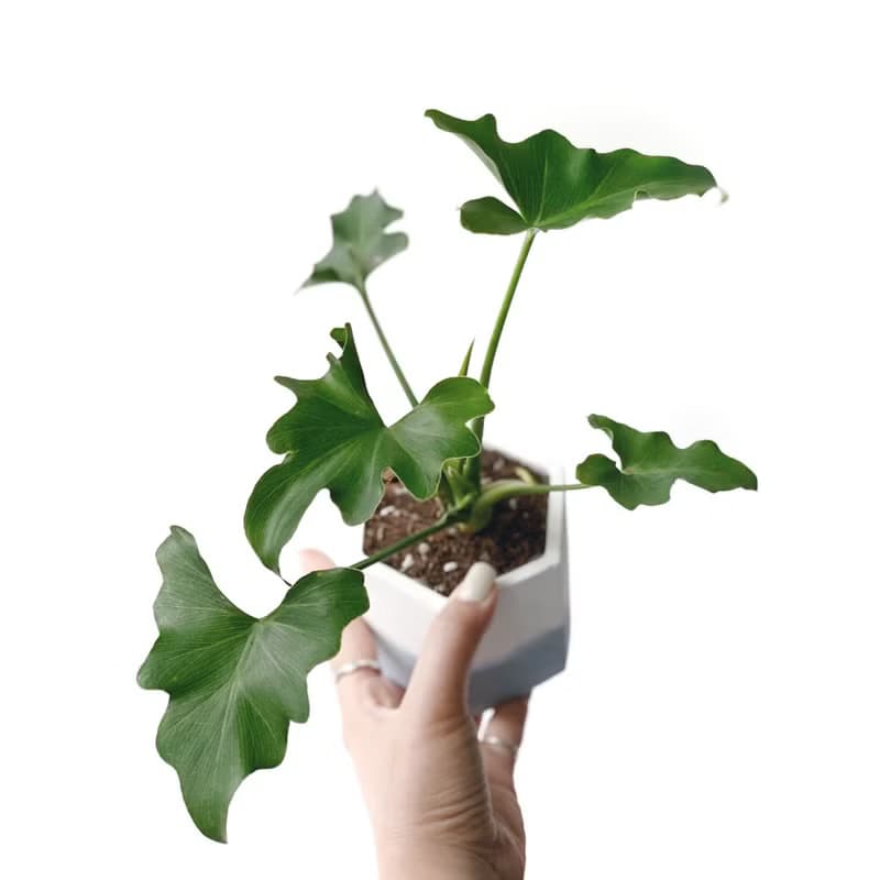 (預購) 莫蘭迪藍系列 | 小天使蔓綠絨 六邊形雙色水泥盆室內植栽