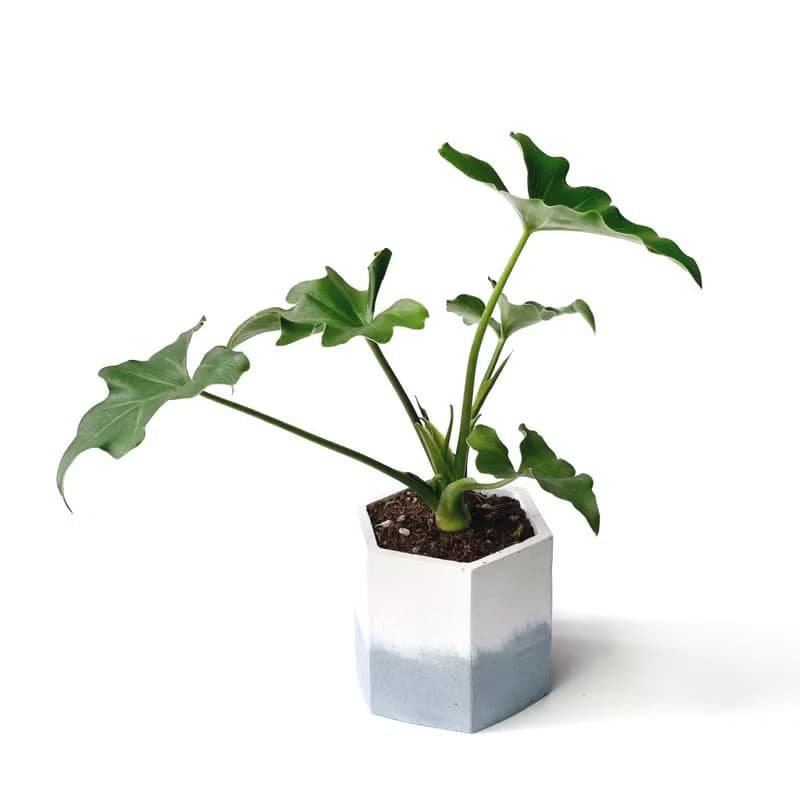 (預購) 莫蘭迪藍系列 | 小天使蔓綠絨 六邊形雙色水泥盆室內植栽