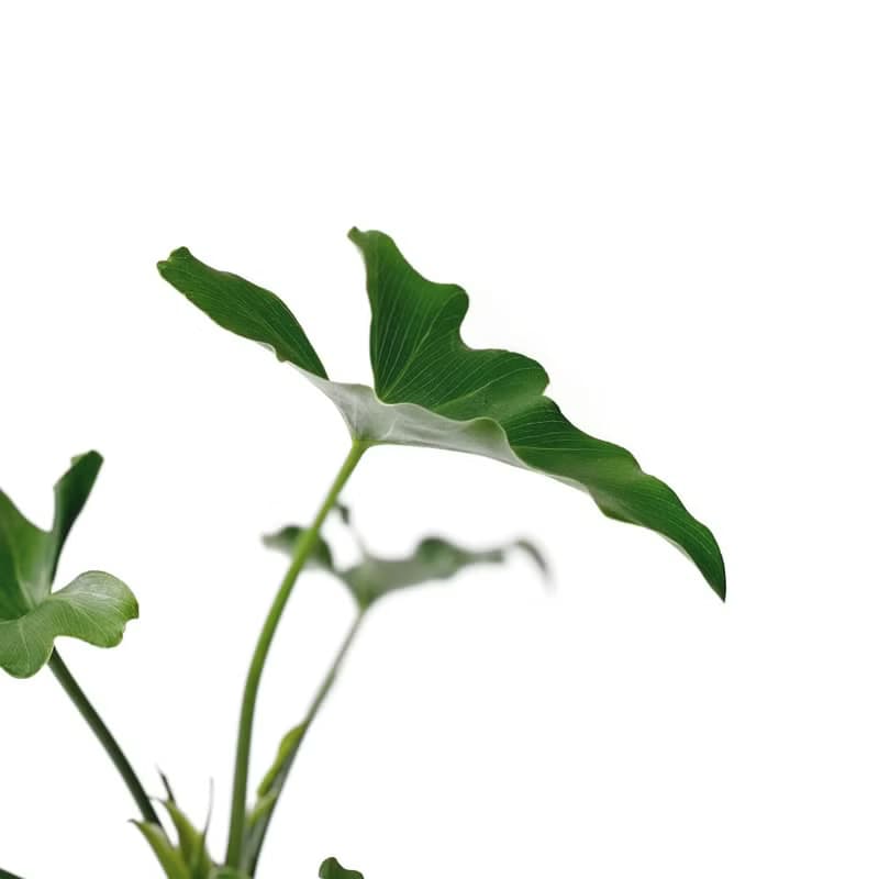 (預購) 莫蘭迪藍系列 | 小天使蔓綠絨 六邊形雙色水泥盆室內植栽
