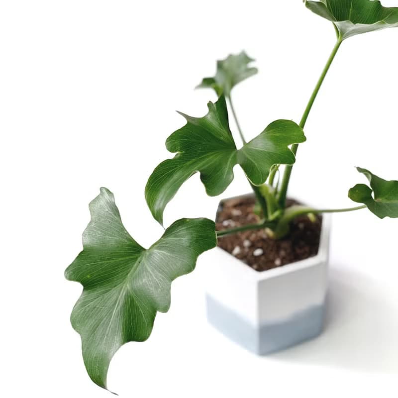 (預購) 莫蘭迪藍系列 | 小天使蔓綠絨 六邊形雙色水泥盆室內植栽