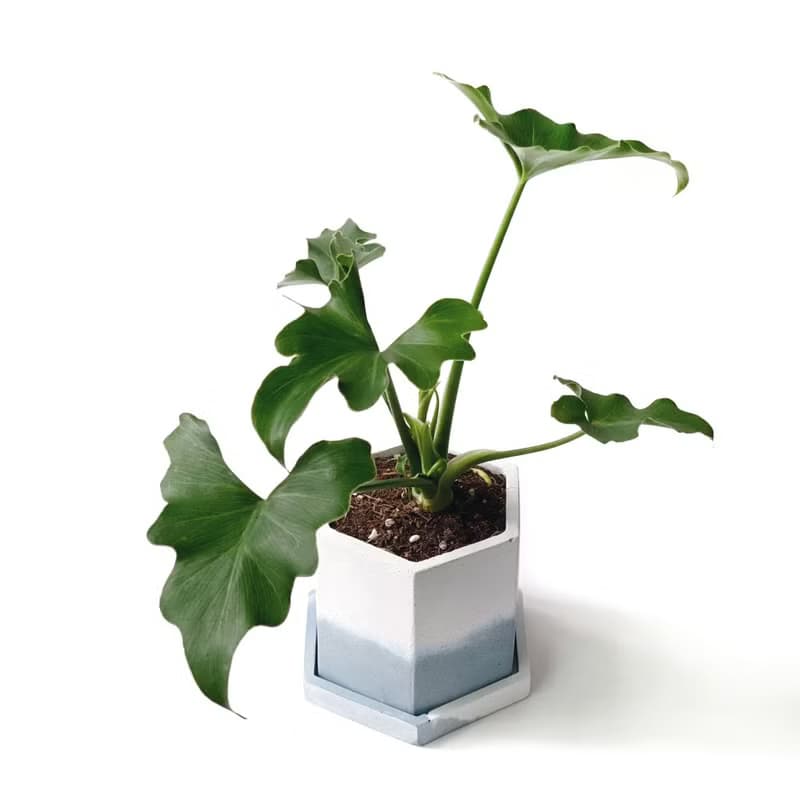 (預購) 莫蘭迪藍系列 | 小天使蔓綠絨 六邊形雙色水泥盆室內植栽