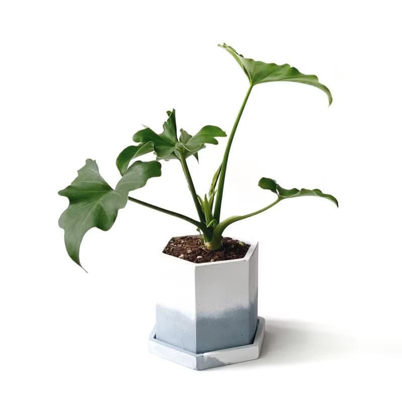 (預購) 莫蘭迪藍系列 | 小天使蔓綠絨 六邊形雙色水泥盆室內植栽