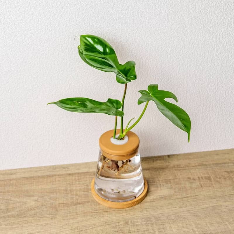 龍爪蔓綠絨 三角水耕盆栽 室內植物 觀葉植物 禮物 水培