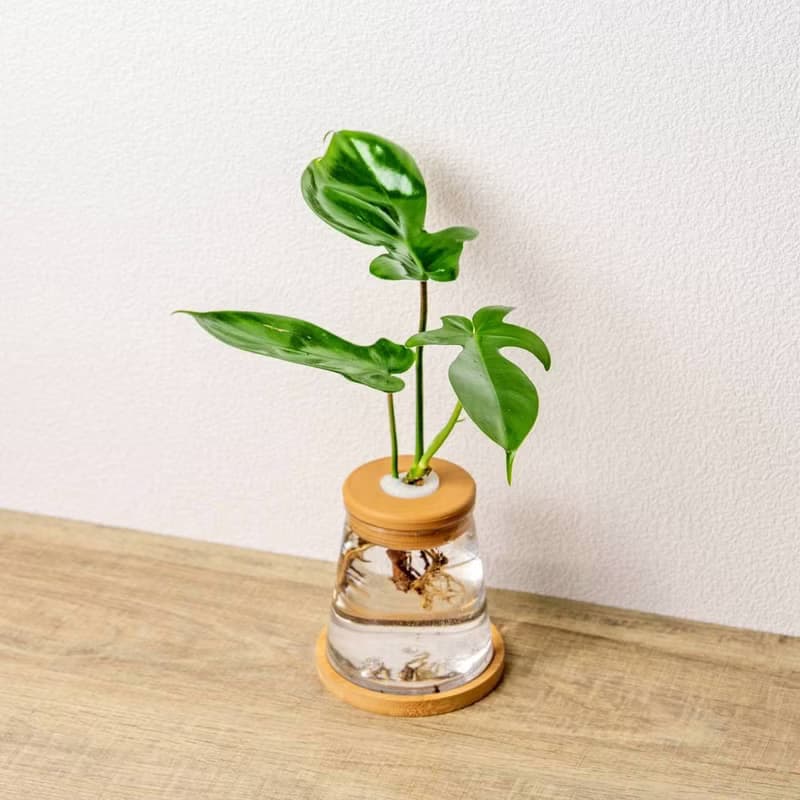 龍爪蔓綠絨 三角水耕盆栽 室內植物 觀葉植物 禮物 水培