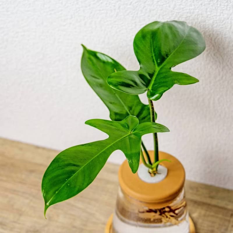 龍爪蔓綠絨 三角水耕盆栽 室內植物 觀葉植物 禮物 水培