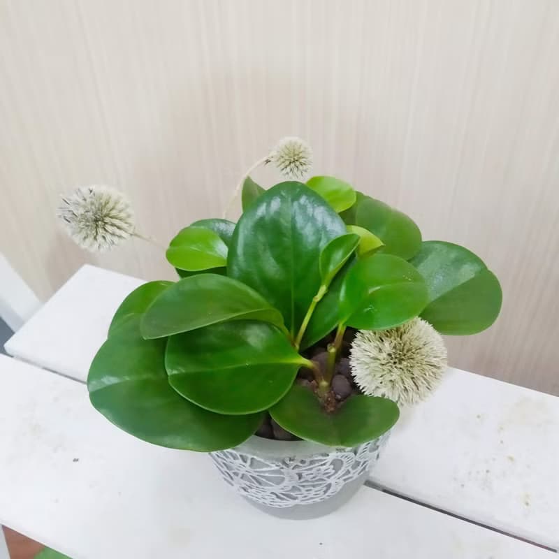 圓葉發財樹(圓葉椒草)水泥盆 佈置空間或送禮心意皆適宜