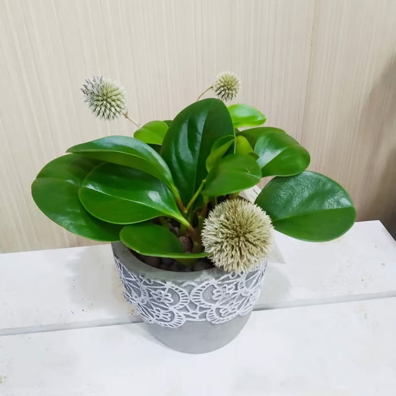 圓葉發財樹(圓葉椒草)水泥盆 佈置空間或送禮心意皆適宜