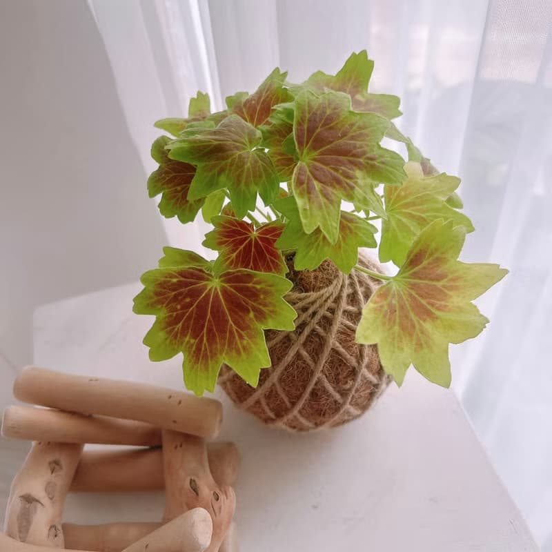 小苔球 楓葉天竺葵 植栽