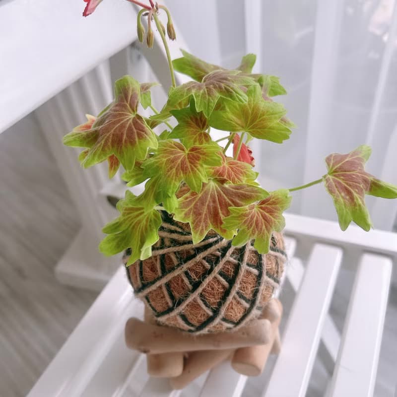 小苔球 楓葉天竺葵 植栽