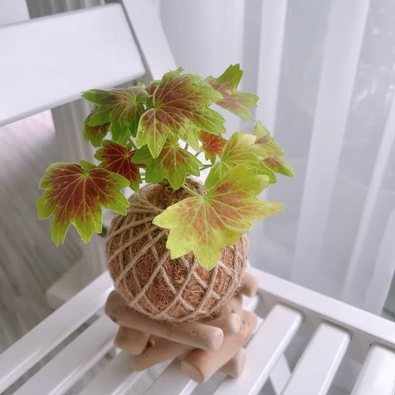 小苔球 楓葉天竺葵 植栽