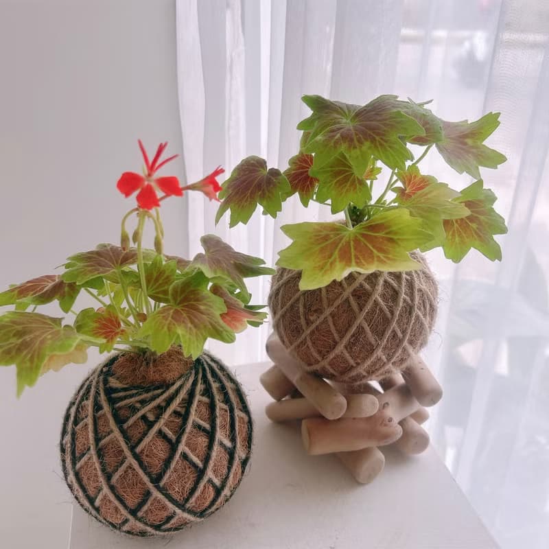 小苔球 楓葉天竺葵 植栽