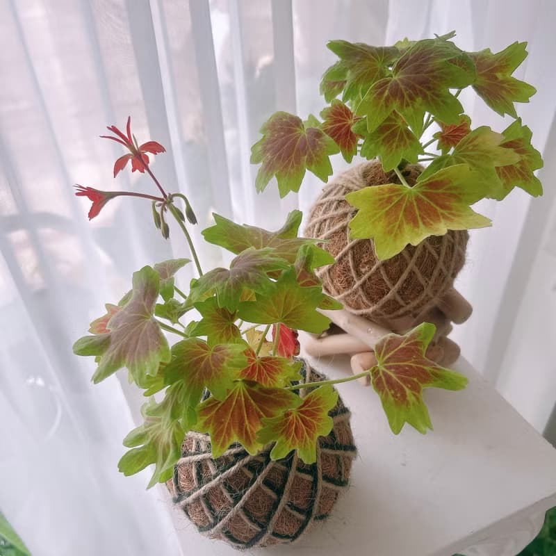 小苔球 楓葉天竺葵 植栽