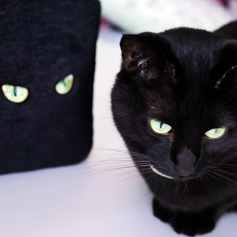 クリスマスラッピング付き　黒猫ショルダーバッグ　猫の目刺繍　フェイクファー