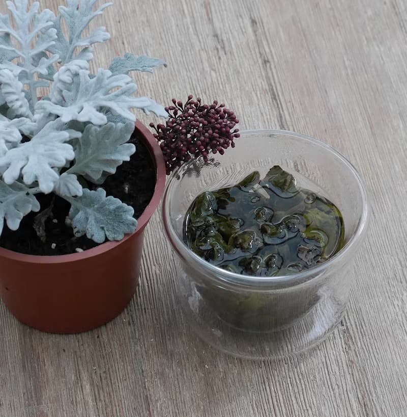 【Three Leafs Tea】茉莉花烏龍茶