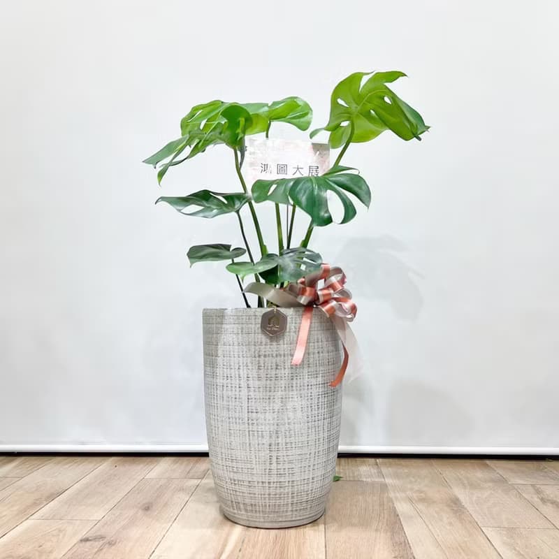 人氣龜背芋落地植栽|  居家、開幕送禮盆栽【新竹地區限定免運】