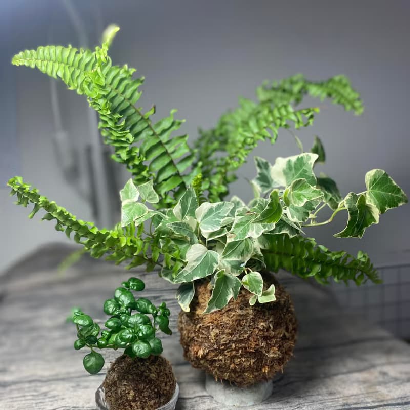 【腎蕨與常春藤苔球】室內植物/ 麻繩掛網/ 室內植物