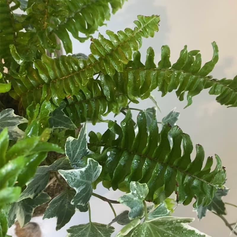 【腎蕨與常春藤苔球】室內植物/ 麻繩掛網/ 室內植物