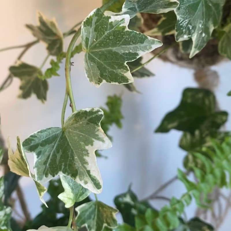 【腎蕨與常春藤苔球】室內植物/ 麻繩掛網/ 室內植物