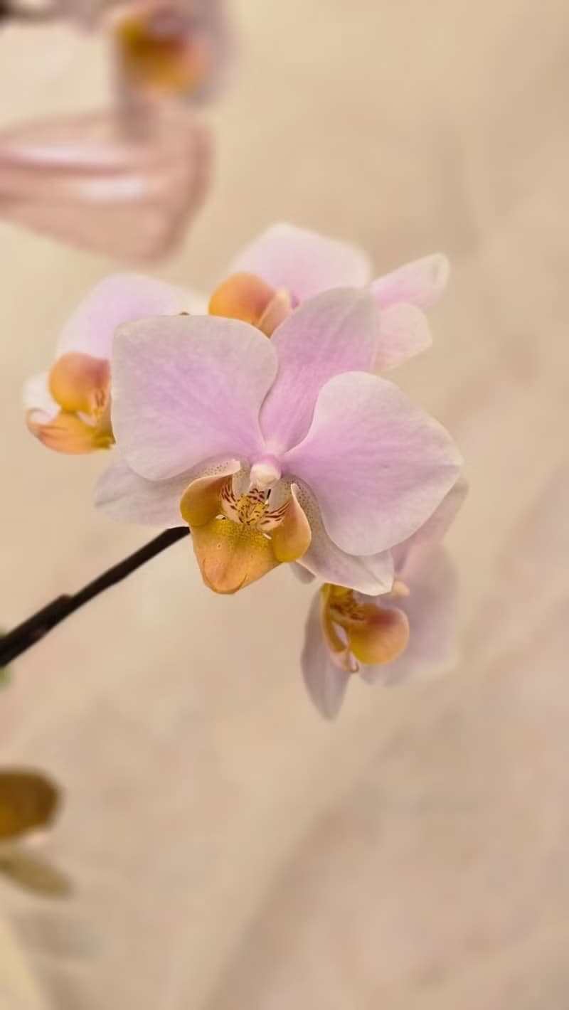 小粉紅蝴蝶蘭植栽【限店面自取/雙北專送】新年送禮 新居落成