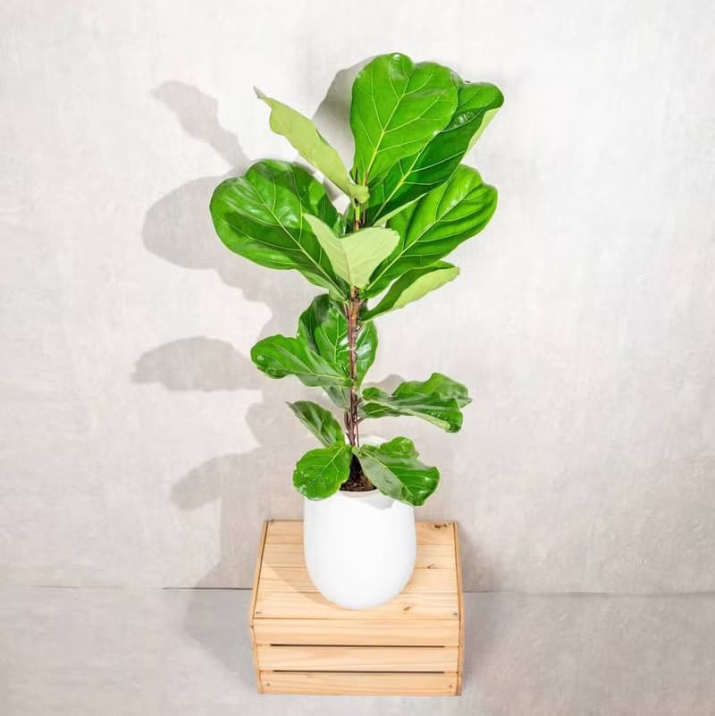 琴葉榕白水滴磨石盆栽 開幕花盆 觀葉植物 居家裝飾 巧繪網植物館