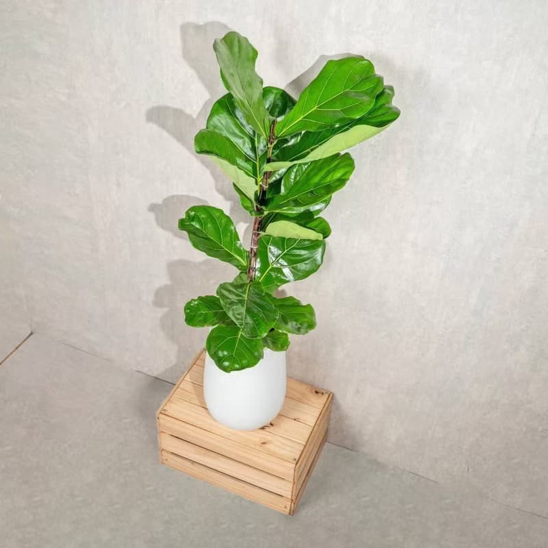 琴葉榕白水滴磨石盆栽 開幕花盆 觀葉植物 居家裝飾 巧繪網植物館