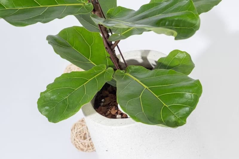 琴葉榕白水滴磨石盆栽 開幕花盆 觀葉植物 居家裝飾 巧繪網植物館