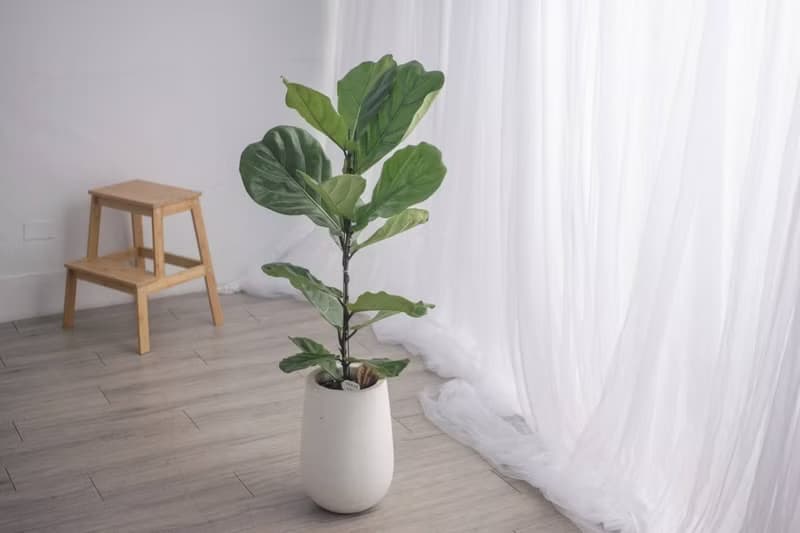 琴葉榕白水滴磨石盆栽 開幕花盆 觀葉植物 居家裝飾 巧繪網植物館