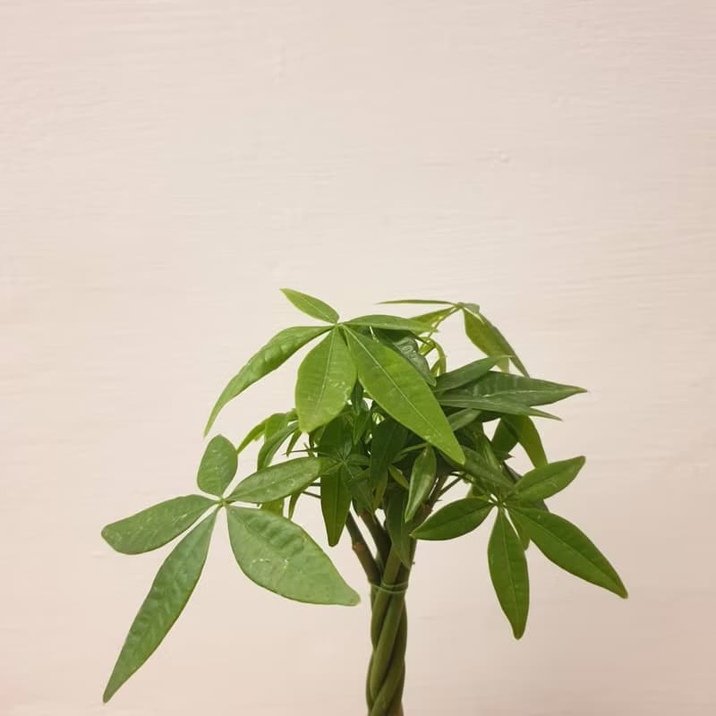 植栽 室內盆栽 發財樹 植物盆栽
