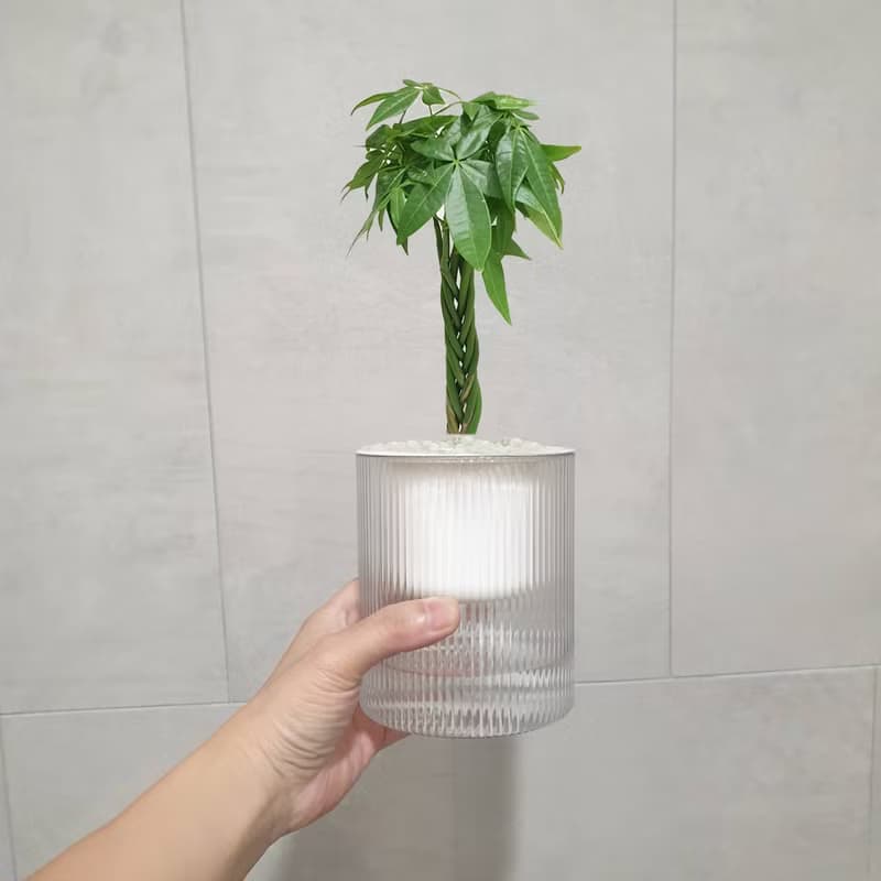 植栽 室內盆栽 發財樹 植物盆栽